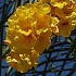 Blumenpracht